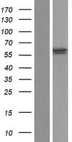 IDS / Iduronate 2 Sulfatase Protein (Over-Expression Lysate Myc-DDK (Flag))