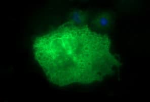 Monoclonal Mouse anti-Human CD44 Antibody (clone OTI5B4, IF, WB)