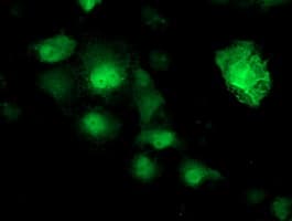 NUDT18 Antibody (clone OTI5F9)