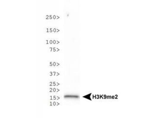 HIST3H3 Antibody (Me2-Lys9)