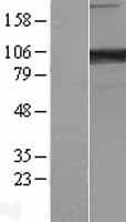 PCDHA6 Protein (Over-Expression Lysate Myc-DDK (Flag))