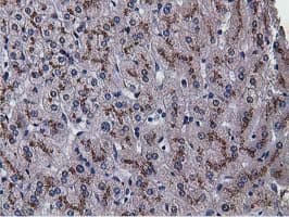 NT5DC1 Antibody (clone OTI2B12)