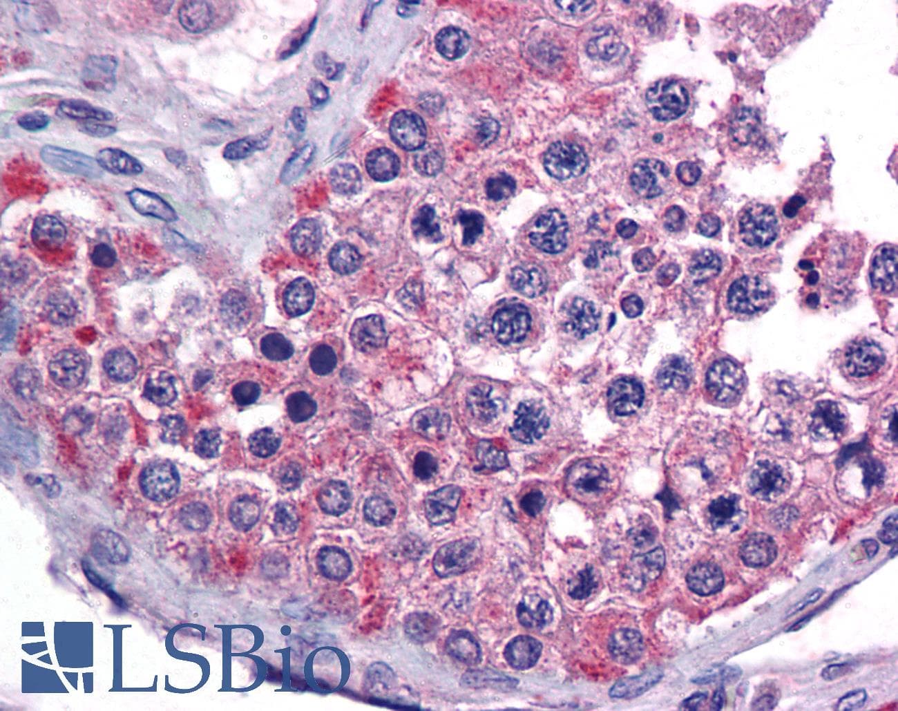 IHC-plus™ TANGO / MIA3 Antibody