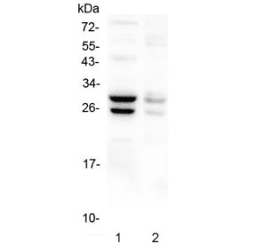 COMT Antibody