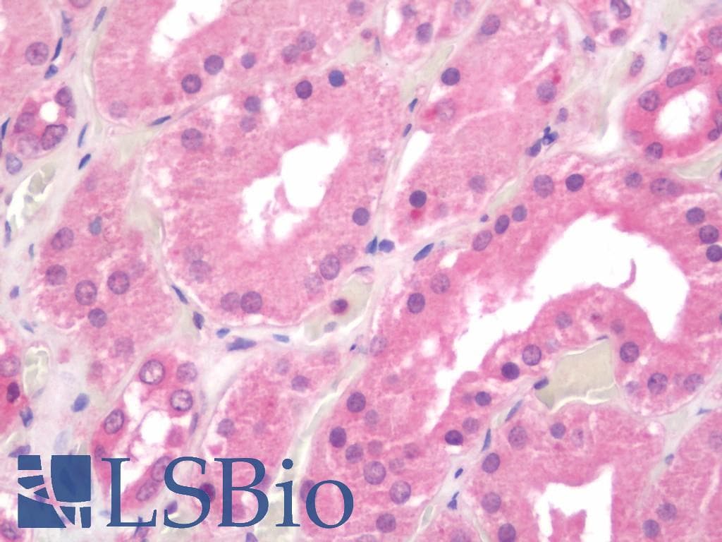 IHC-plus™ DPP9 Antibody (clone 4H8)