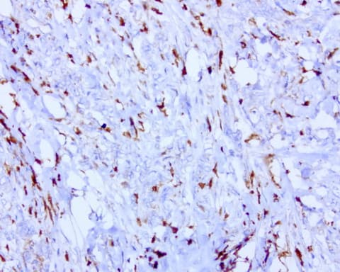 BMP4 Antibody (aa293-408, clone UMAB42)