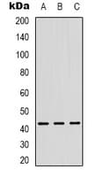 ZNF191 / ZNF24 Antibody (N-Terminus)