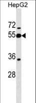 PI16 Antibody (aa301-329)