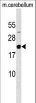 MAFG Antibody (aa1-30)