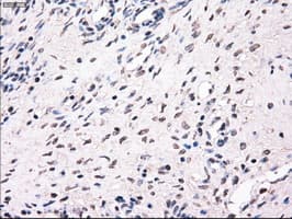 Monoclonal Mouse anti-Human MRI1 Antibody (clone OTI6G9, IHC, IF, WB)