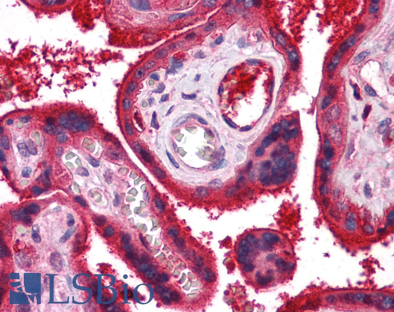 IHC-plus™ Complement C9 Antibody