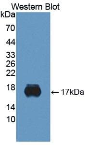 SIGLEC10 Antibody