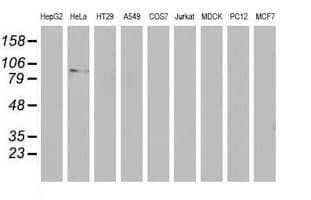 MAPK7 / ERK5 Antibody (clone OTI5B9)