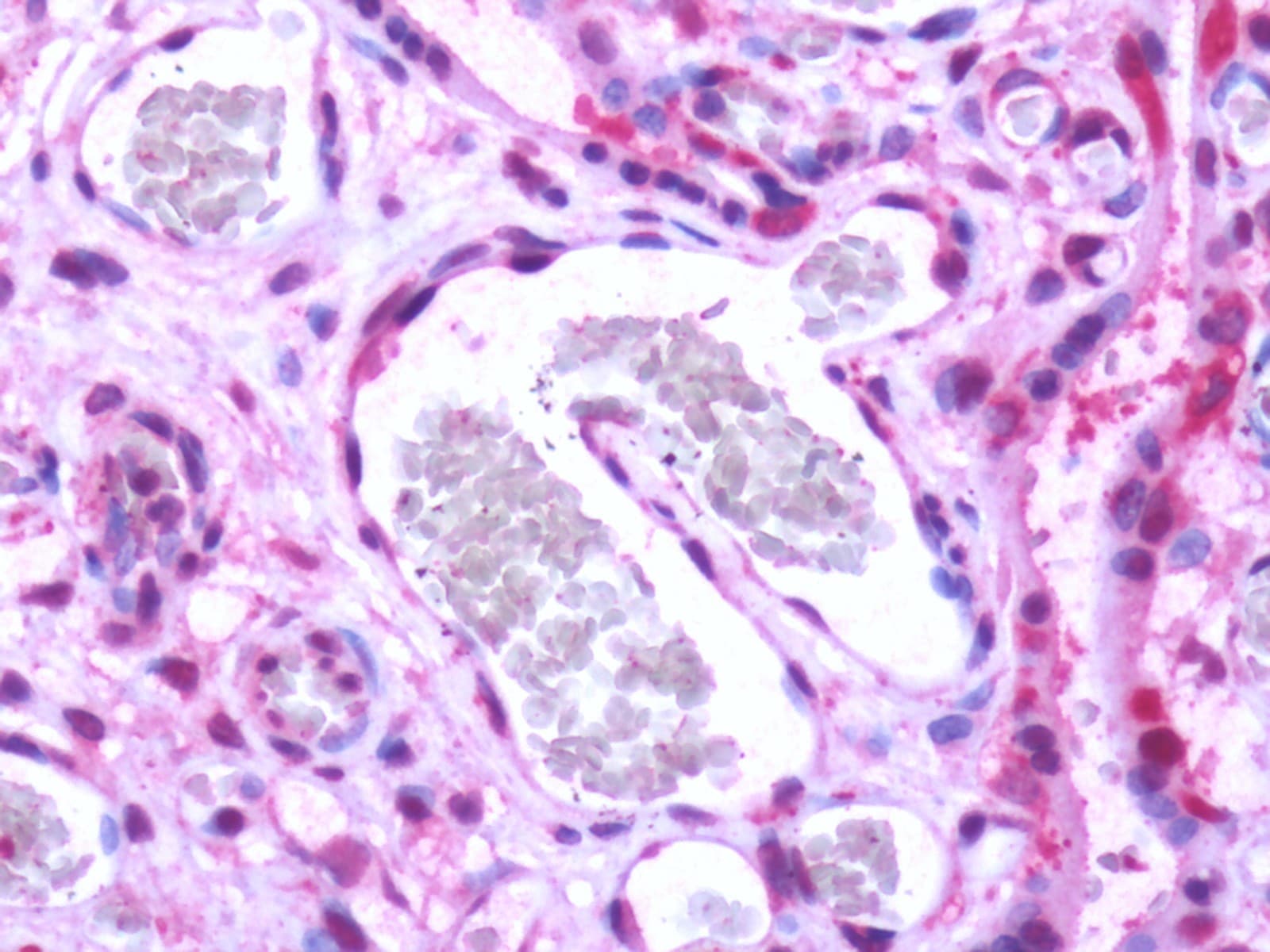 PathPlus™ Polyclonal Rabbit anti-Human S1PR1 / EDG1 / S1P1 Antibody (Cytoplasmic Domain, IHC)