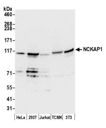 NCKAP1 / NAP125 Antibody (aa1-50)
