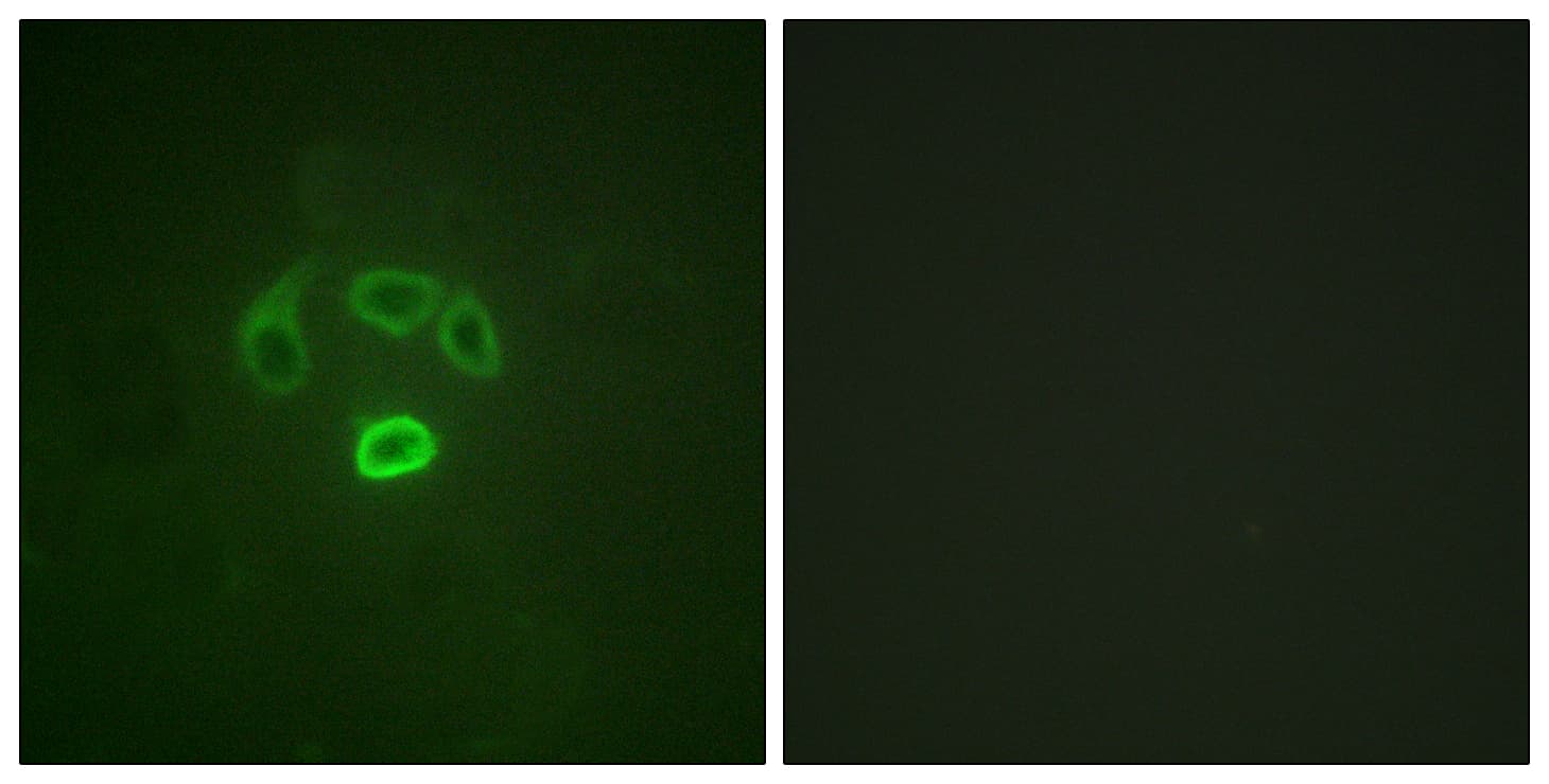 GRB10 Antibody (phospho-Tyr67)