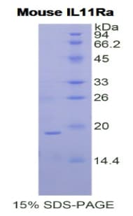 Mouse IL11RA Protein (Recombinant His)