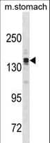 ASTN2 Antibody (aa220-248)