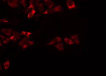 MRPL47 Antibody