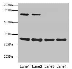 Polyclonal Rabbit anti-Human SPIN3 Antibody