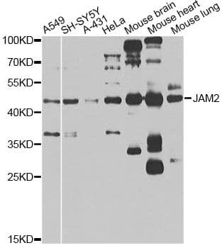 JAM2 Antibody