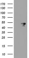 MEIS3 Antibody (clone OTI2C9)