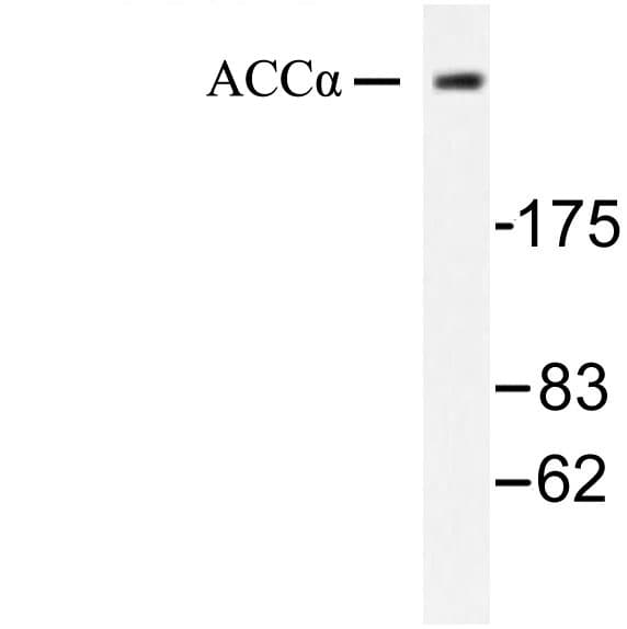 Acetyl-CoA Carboxylase / ACC Antibody (His74)