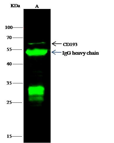 CCR3 Antibody (Preservative Free)