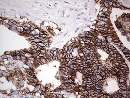 BOULE / BOLL Antibody (clone OTI2D11)