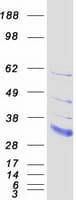 Human LDLRAD2 Protein (Recombinant Myc-DDK (Flag))