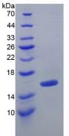 Mouse TGFB1 / TGF Beta 1 Protein (Recombinant His, N-Terminal)