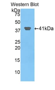 HIST2H2AA3 Antibody (aa1-130, Cy3)