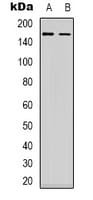 MAP3K1 / MEKK1 Antibody (C-Terminus)