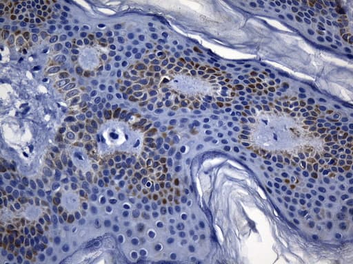 MSR1 / CD204 Antibody (aa197-451, clone UMAB247, Carrier-free)
