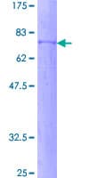 Human PIK3R3 / p85 Gamma Protein (Recombinant GST)