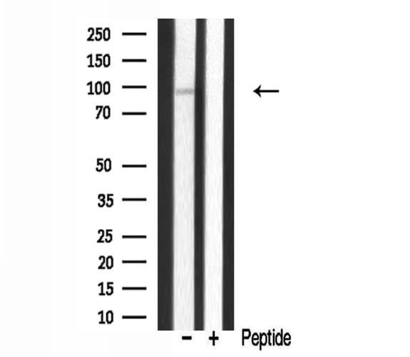 MAP4K1 / HPK1 Antibody