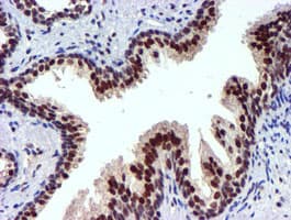 USP7 / HAUSP Antibody (clone OTI1F12, Carrier-free)