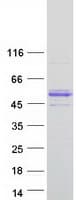 Human VWA1 / WARP Protein (Recombinant Myc-DDK (Flag))