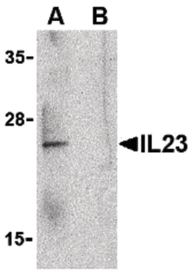 PathPlus™ IL23A / IL-23 p19 Antibody