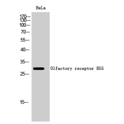 OR8G5 Antibody (170-250 aa, Internal)