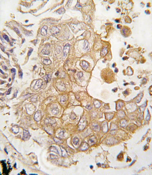 CYP1A1 Antibody (aa377-405)