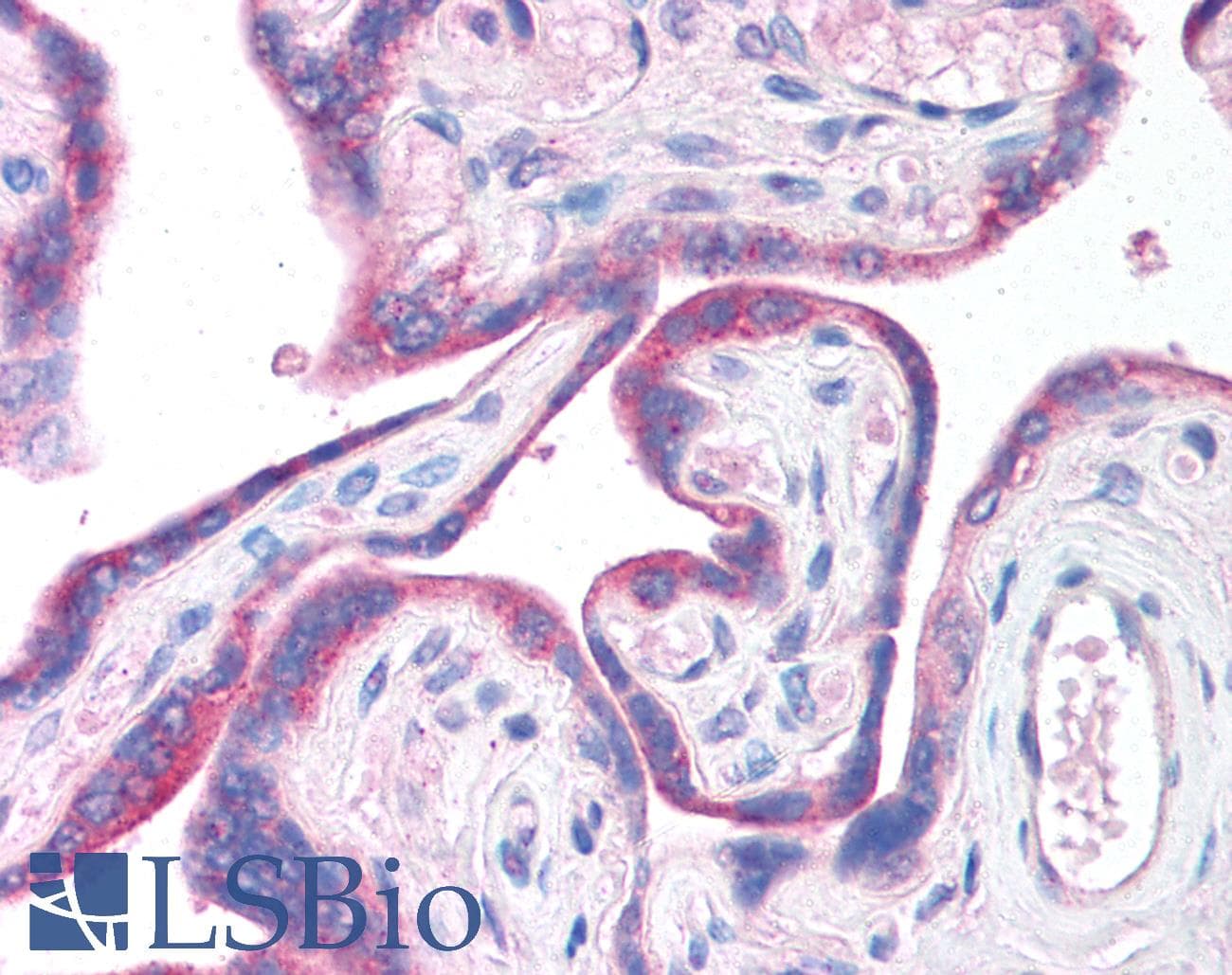 CLIC6 Antibody (aa435-484)