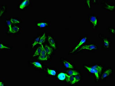 UNC13C Antibody