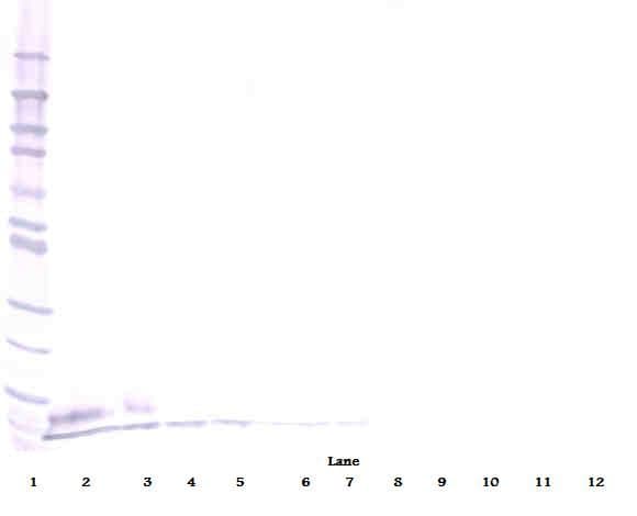 Polyclonal Goat anti-Mouse EGF Antibody (WB)