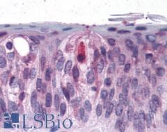 PathPlus™ Polyclonal Rabbit anti-Human T1R3 / TAS1R3 Antibody (N-Terminus, IHC)