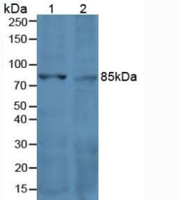 CD71 / Transferrin Receptor Antibody (aa572-757, APC)