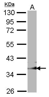 CED6 / GULP1 Antibody (aa241-304)