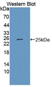 CISH / SOCS Antibody (aa79-256, Biotin)