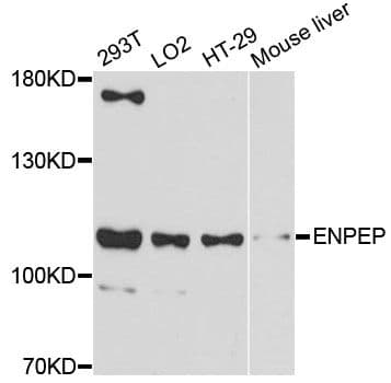 ENPEP / Aminopeptidase A Antibody