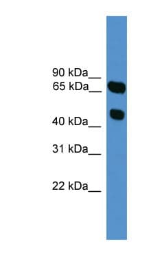 SYT16 Antibody (aa51-100)